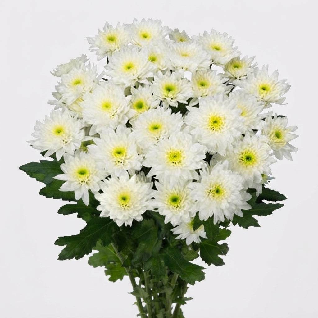 Spray Chrysanthemum - Chrysanthemum - Euro
