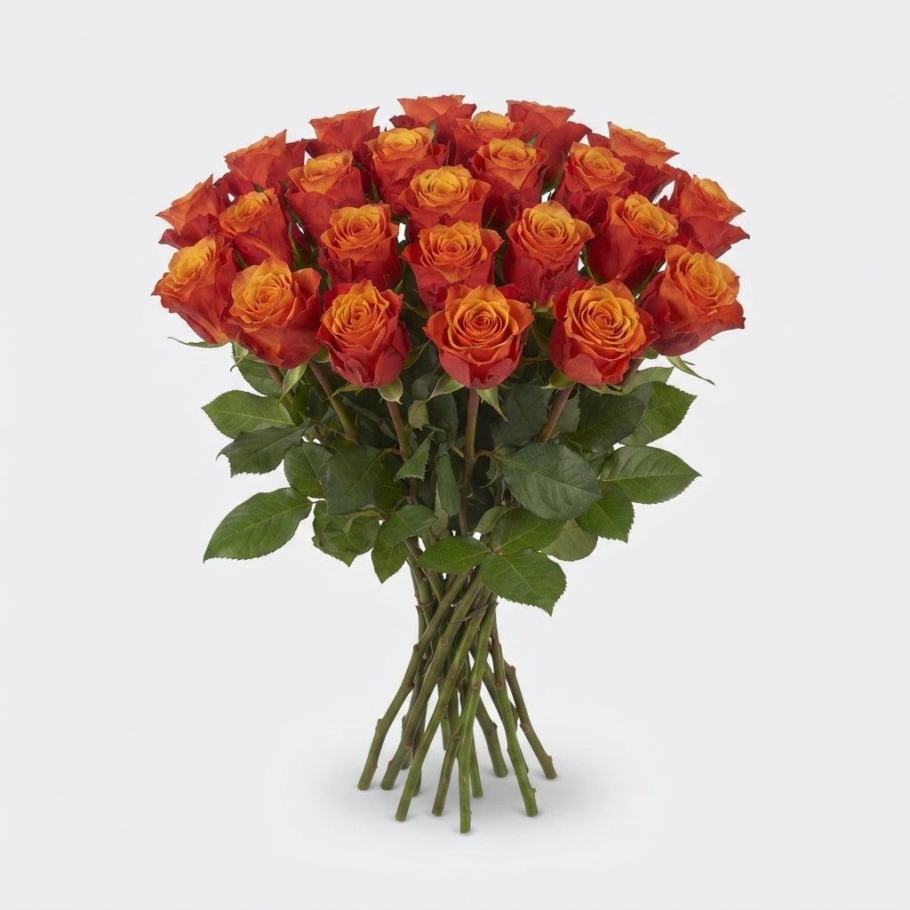 Rose - Rosa - España