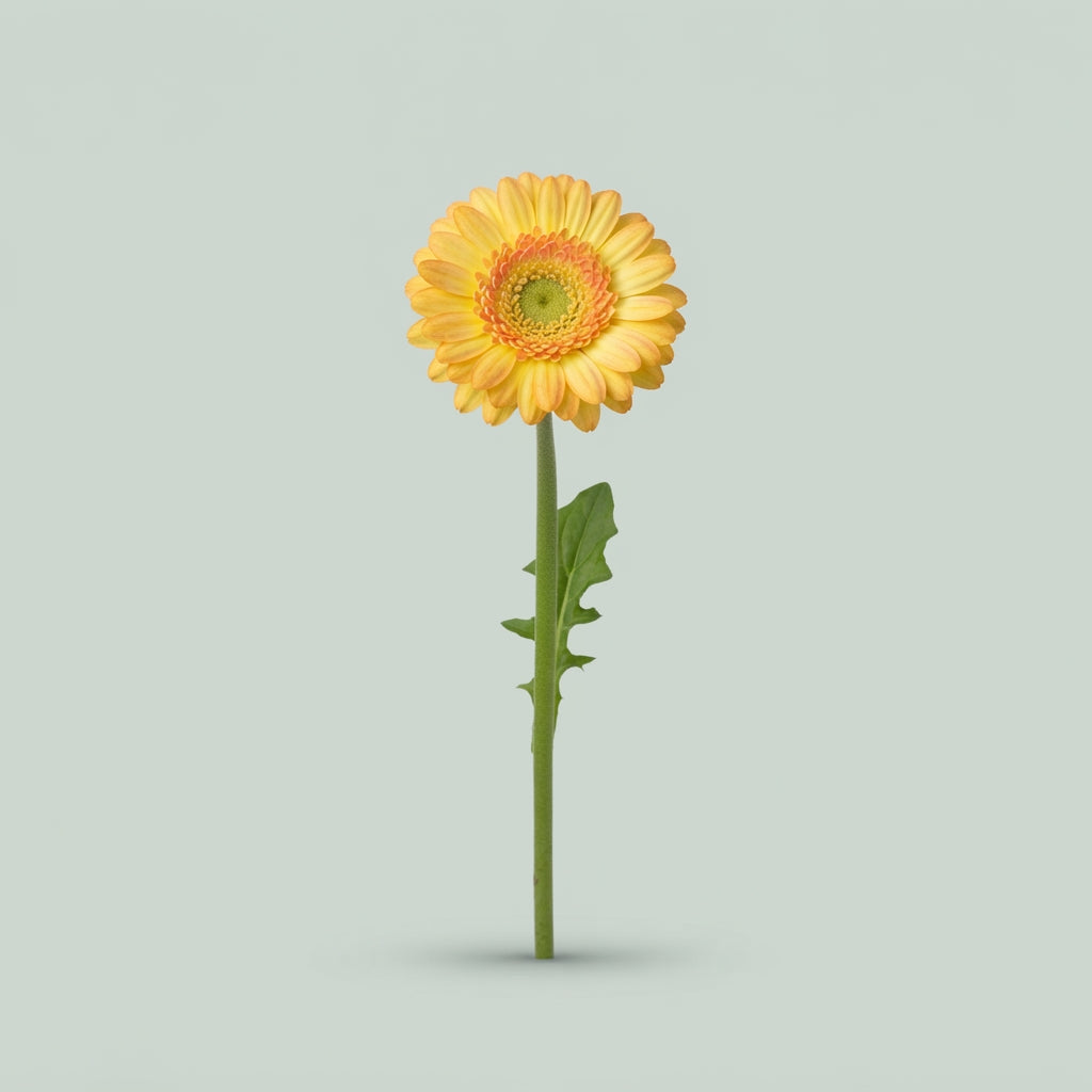 Orange Germini Ariba Cut Flowers – 45cm Stems
