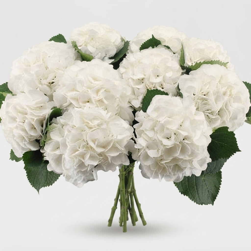 Hydrangea - Schneeball