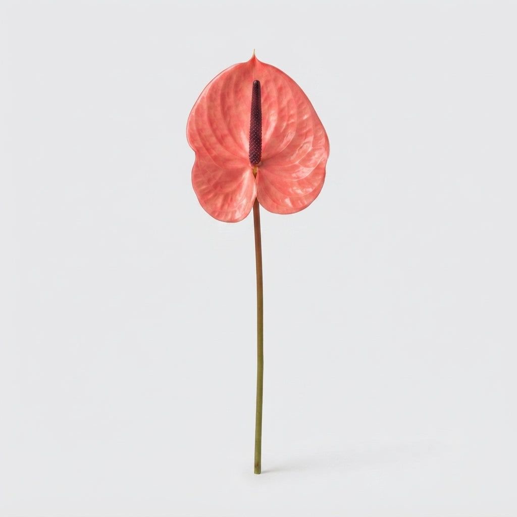 Pink Anthurium Cut Flowers – 35cm Stems