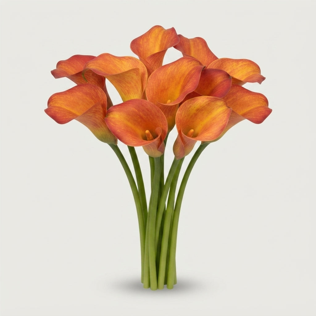 Calla Lily - Zantedeschia - Captain Trinity