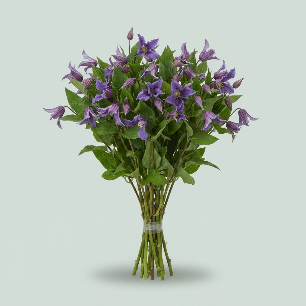 Purple Clematis Blue Pirouette Cut Flowers – 60cm