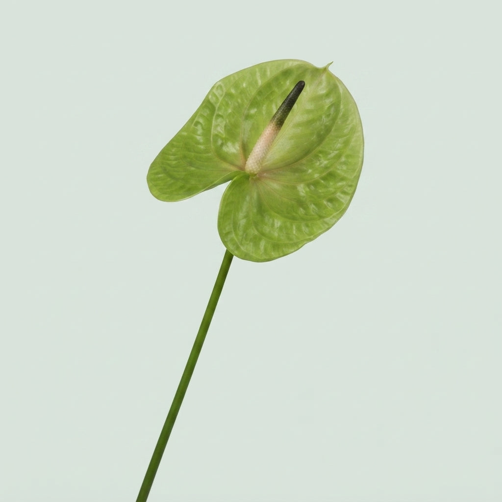 Green Anthurium ‘Pistache’ Cut Flowers – 45cm Stems