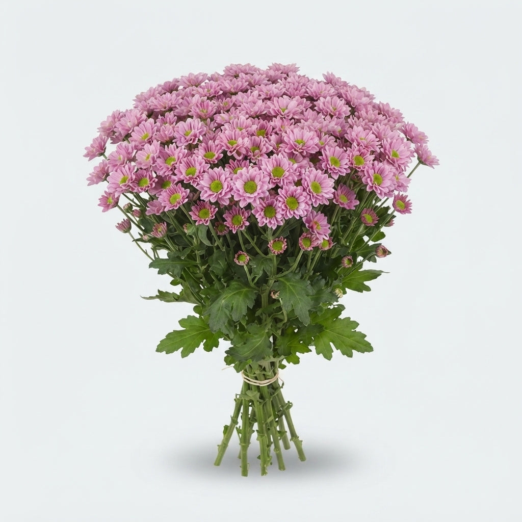 Santini Chrysanthemum - Chrysanthemum - Dektanga Pink