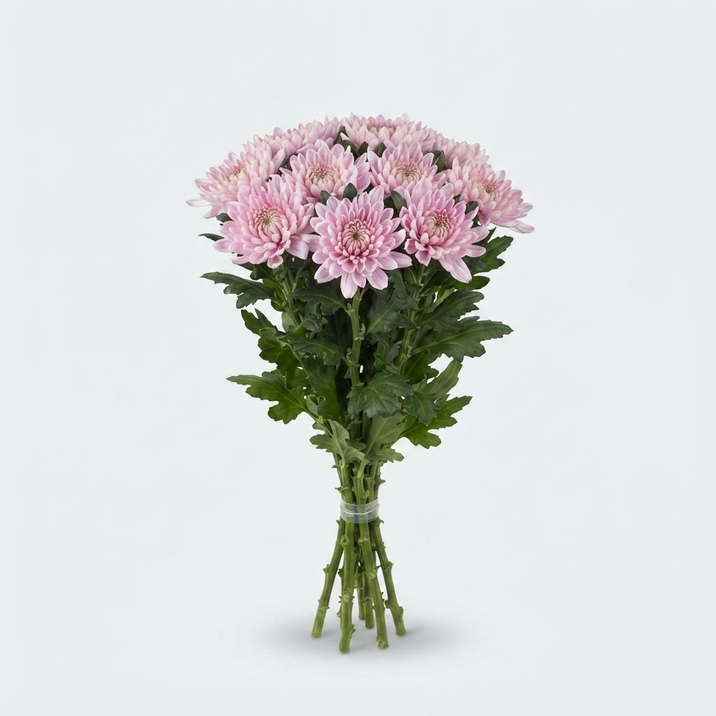 Chrysanthemum - Chrysanthemum (Indicum Grp) - Delirossano