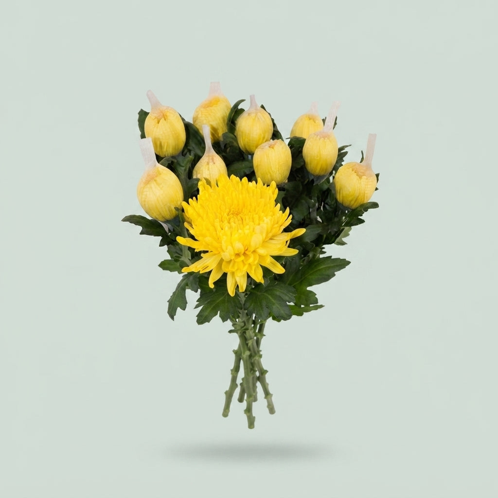 Chrysanthemum G Pjotr