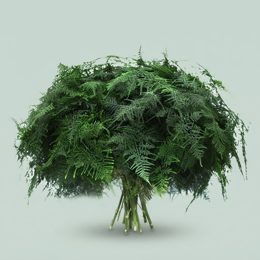Asparagus - Asparagus - setaceus