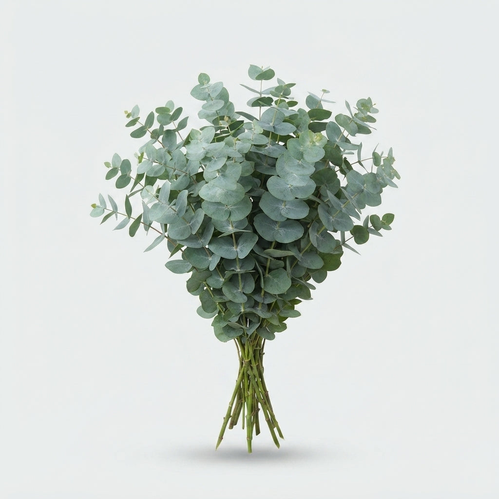 Eucalyptus - Eucalyptus - Baby Blue