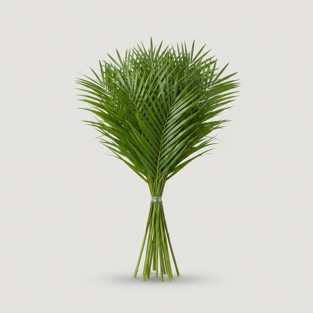 Phoenix - Foliage