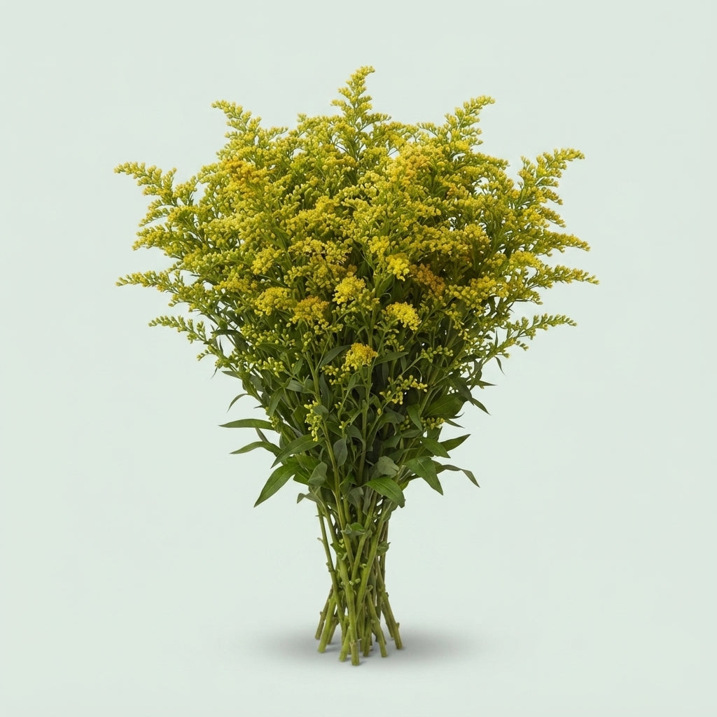 Solidago ‘Glory’ Yellow Flower Stems – 70cm