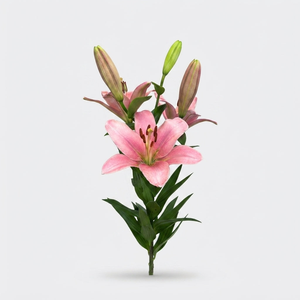 Lily - Lilium - Brindisi