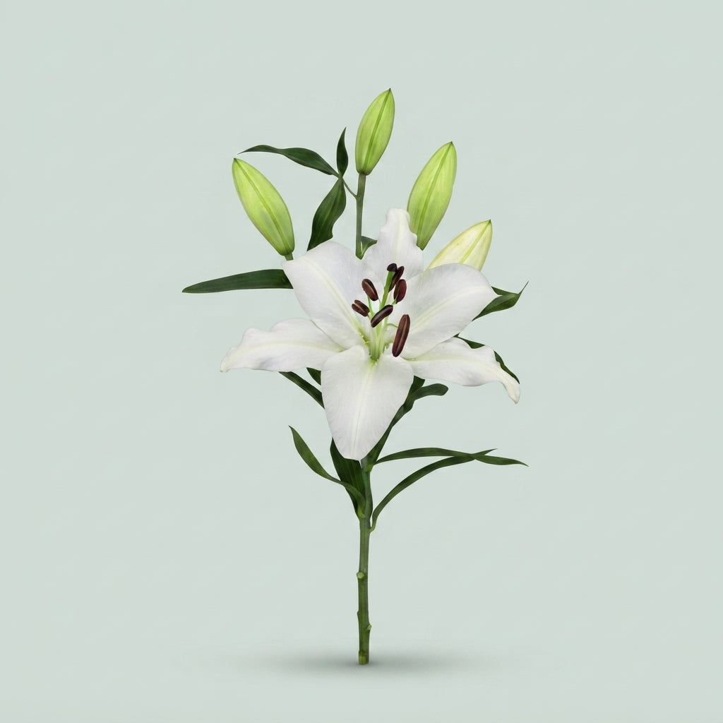 Oriental Lily - Lilium - Santander