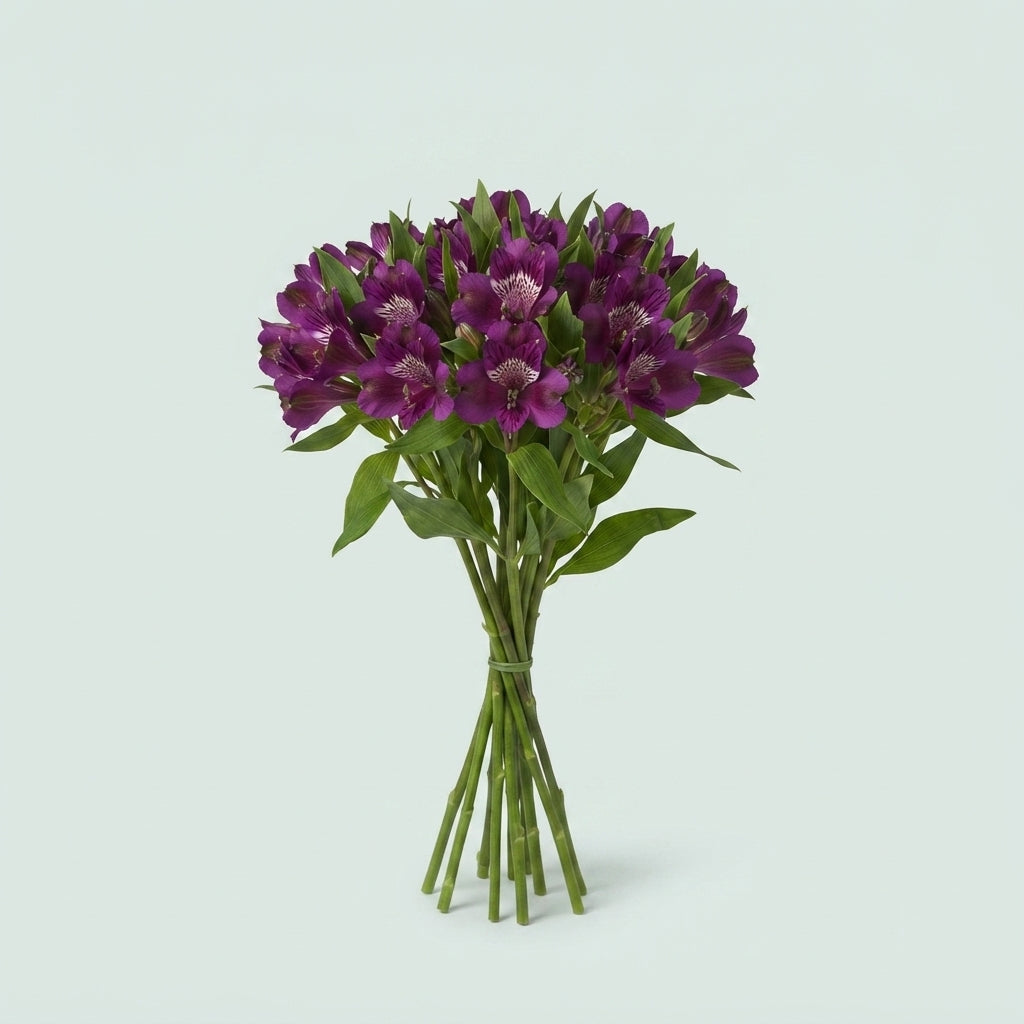 Alstroemeria Carline