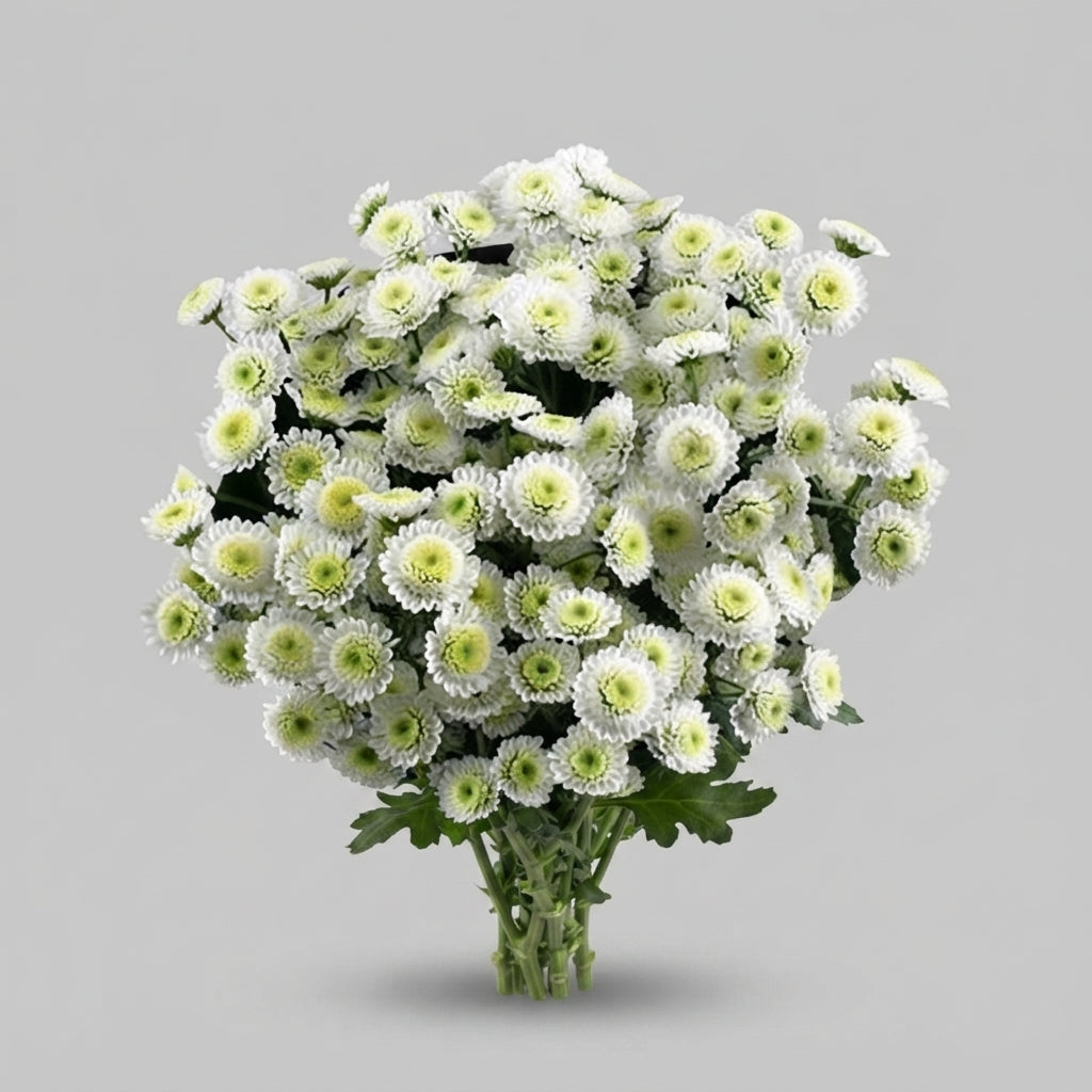 Spray Chrysanthemum - Chrysanthemum - Stallion