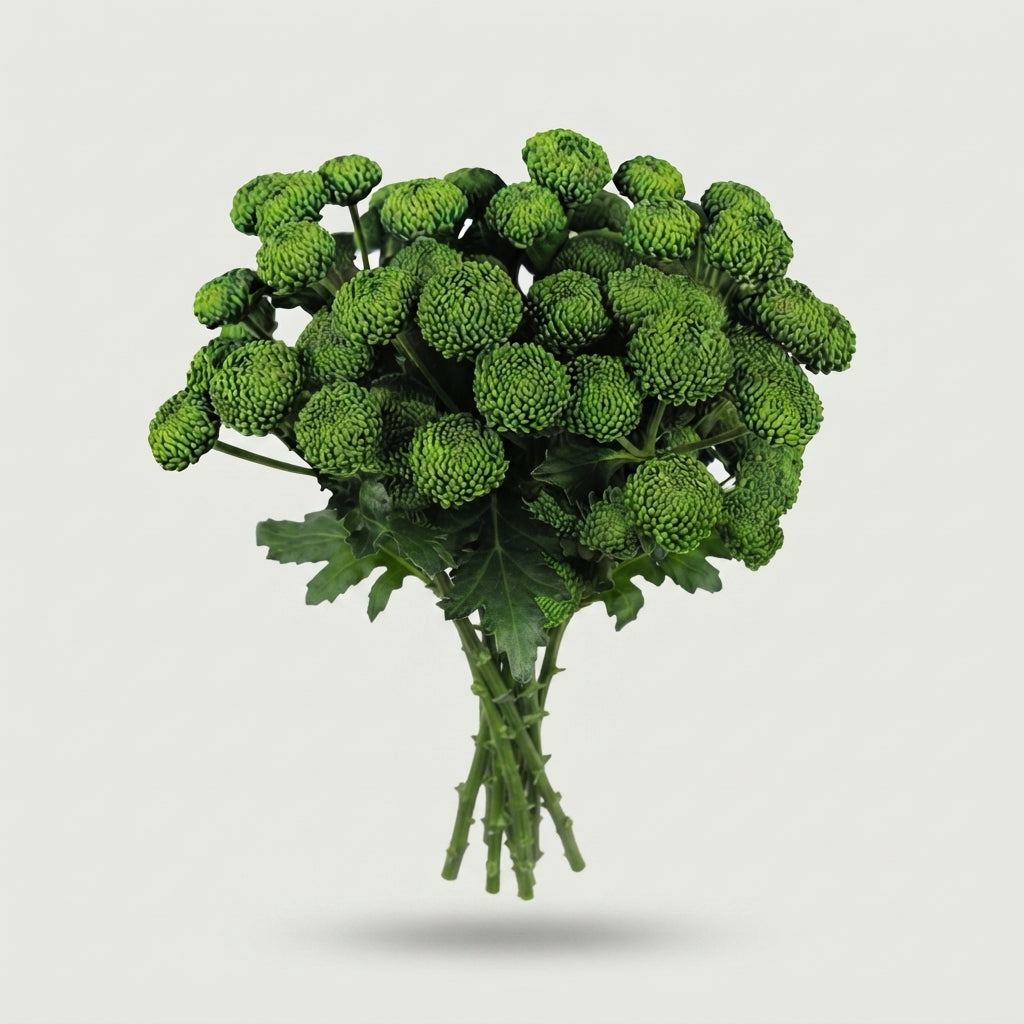 Spray Chrysanthemum - Chrysanthemum - Deligreen