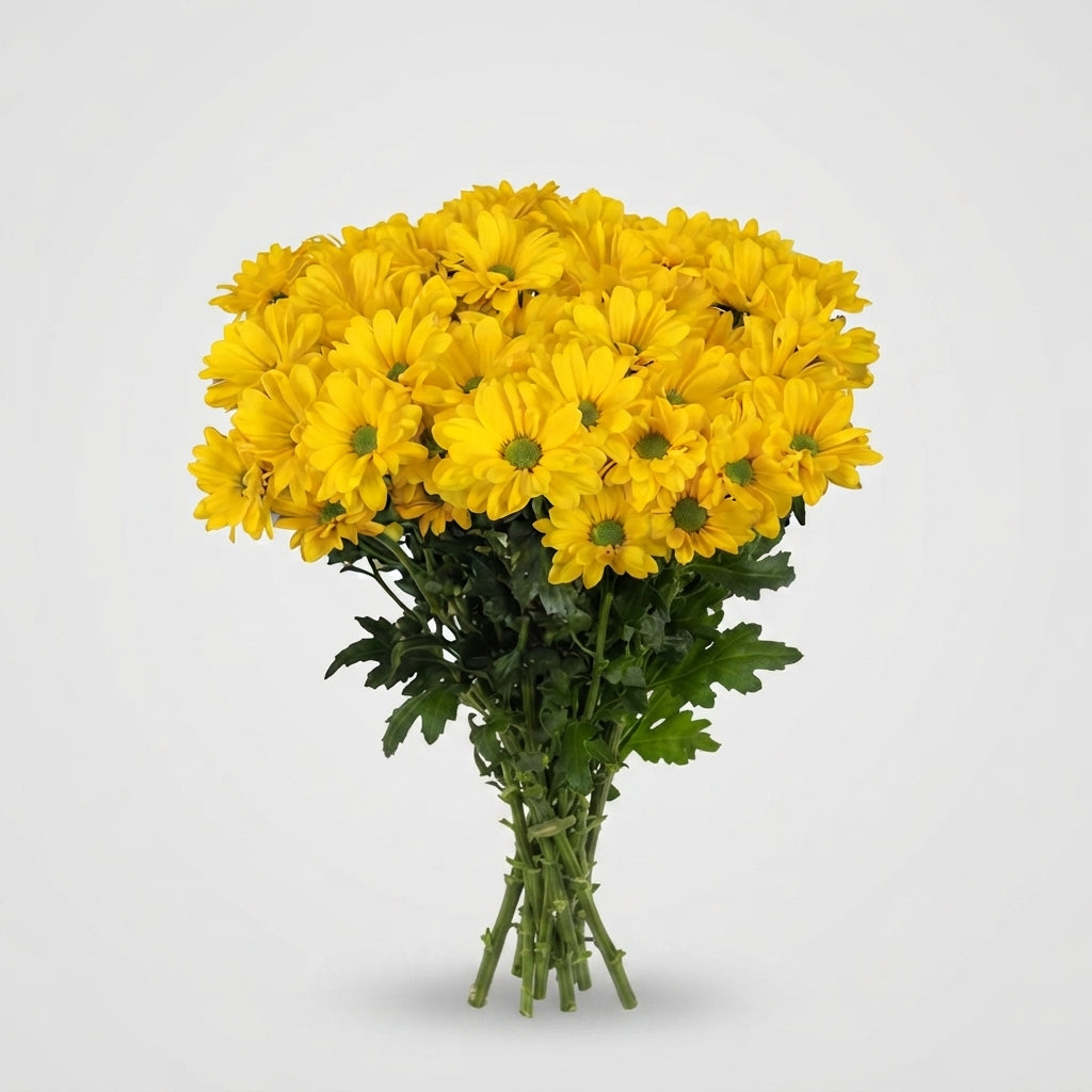Spray Chrysanthemum - Chrysanthemum - Celebrate