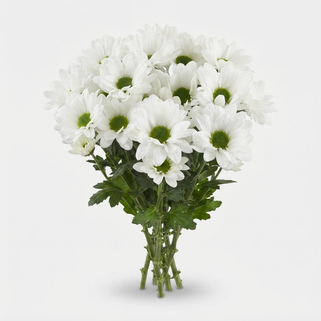 Chrysanthemum Spray Chic